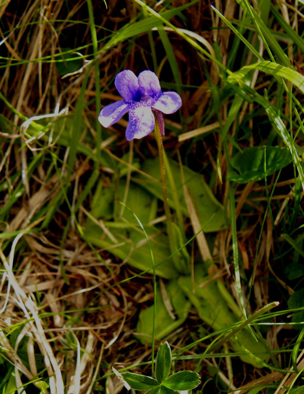 Pinguicula apuana / Pinguicola delle apuane